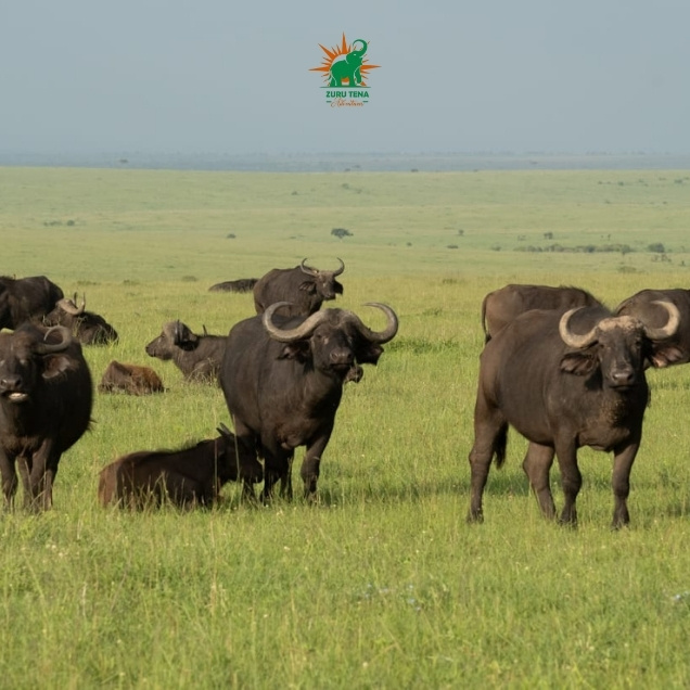 Buffalo in Lake Nakuru National Park