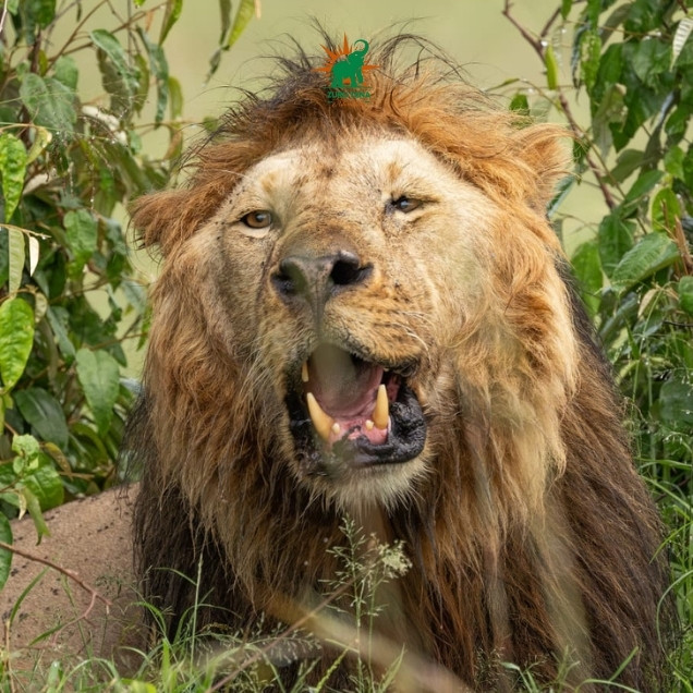 Lion in Maasai Mara National Reserve