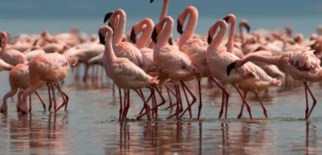 Lake Nakuru National Park
