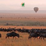 wildebeests migration Maasai Mara National Reserve