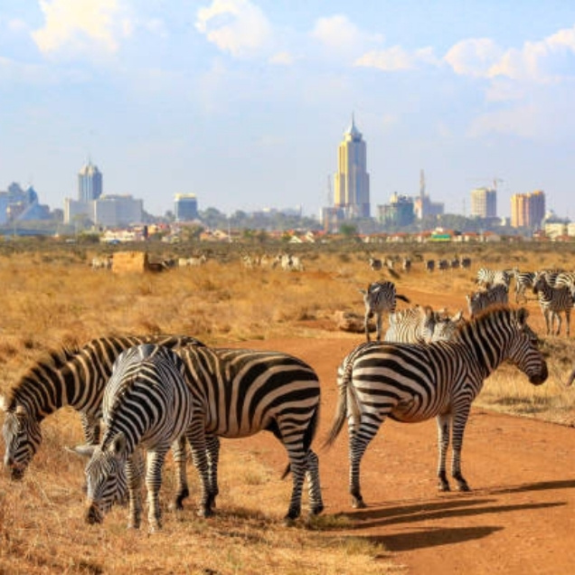 Zebras in Nairobi National Park