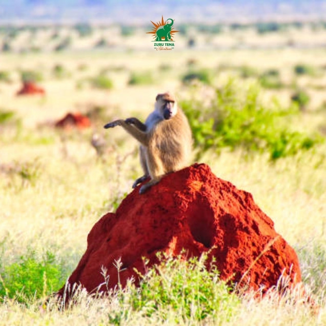 Monkey in Tsavo East National Park