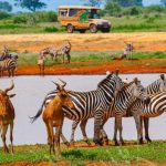 Zebras in Tsavo East National Park