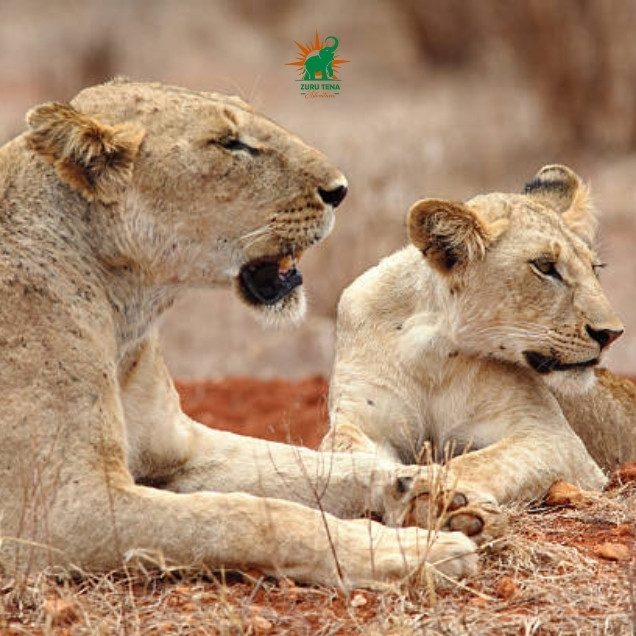 Lioness and cub in Tsavo East National Park