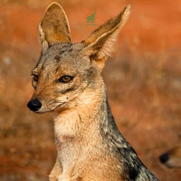 Tsavo West National Park (1)