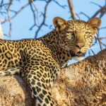 Leopard in Tsavo West National Park
