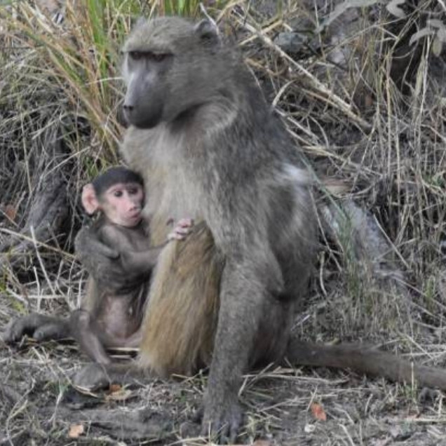 Baboon in Tsavo West National Park