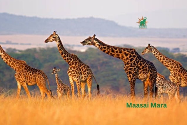 Giraffe in Maasai Mara