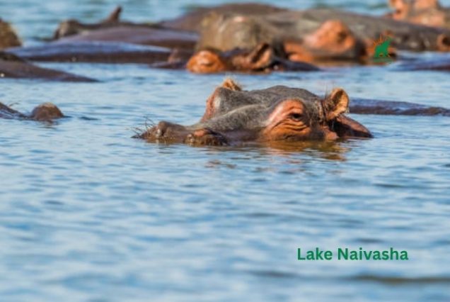 Hippo in Lake Naivasha
